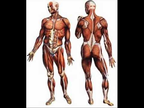 muscular -