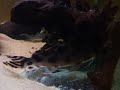 Synodontis Decorus 3 Synodontis Decorus 3