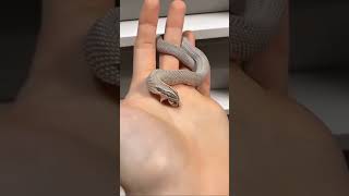 #video  possum snake  snake  snack video status #s