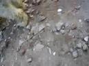 romanian mioritic shepherd dog romanian mioritic shepherd dog