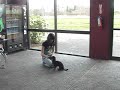 How to Obedience Train your Dog How to Obedience Train your Dog