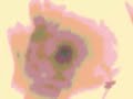 seiscientas-jovenes-desnudas-luchando-sanguinariamente.html