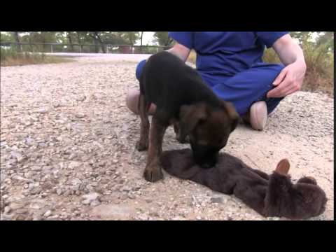 how to treat a 9 week old puppy for fleas