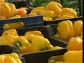 CAF Agriculture in the Arava