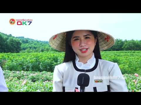 Phóng Sự Về Sâm Tiến Vua - Truyền Hình Quân Khu 7