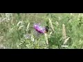 Hommel op distel Hommel op distel