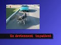 my dog Moskov and Skaya vs honda