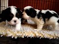 Pinck Pups 1-22-08