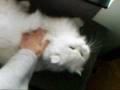 Bela, a Persian Cat: Her Demands for Petting