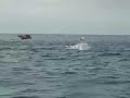 Flying mobulas
