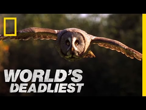 owl - World's Deadliest: Predator Superpowers : MON OCT 8 at 10P et/pt : http://animals.nationalgeographic.com/animals No prey in sight? No problem. With its super...