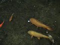 Chagoi pups