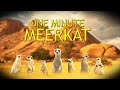 One Minute Meerkat, from the producers of CWF