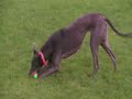 Greyhounds and Lurchers need homes