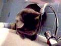 le chat
