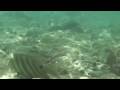 Steven underwater in Hanauma Bay 
