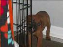 Mastiffs-Paws to the Rescue