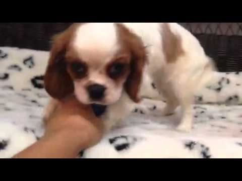 Absolutely Stunning Blenheim Female Cavalier!