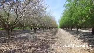 قرية ادنبة المهجرة الرملة فلسطين ??