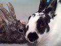 MacKenzie Bunnies - Cali Grooming Bubbles Doodle Bug MacKenzie Bunnies - Cali Grooming Bubbles Doodle Bug