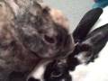 videos de MacKenzie Bunnies - Cali Grooming Bubbles Doodle Bug