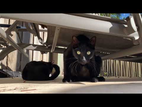 Domestic shorthair cats outside