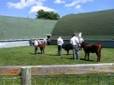 2008 Steele County 4-H Achievement Days-15
