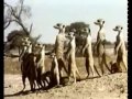 The Doku-Top1: Documentaire sur le Taupin