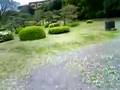 花の旧芝離宮恩賜庭園：その１:YouTube閲覧数=62回