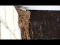 Swallow Chicks Video