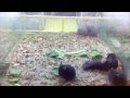 Video: Hamster Harlem Shake