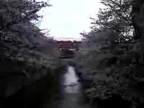 神田川の桜と201系