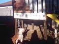 Bear Gets Attacked by PitBulls!!! Bear Gets Attacked by PitBulls!!!