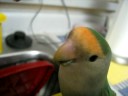 Willow - Water Cutie Bird