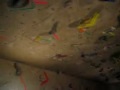Brittni climbing Rock Wall