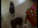 4 Schipperke
