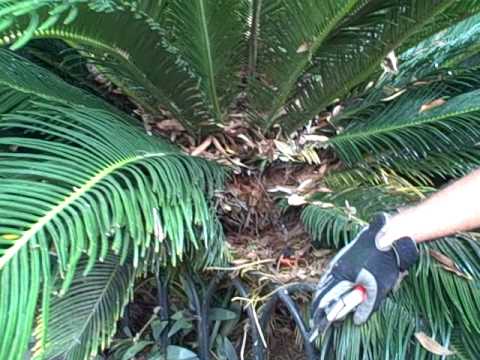 how to fertilize sago palm