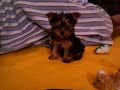 Cutest Yorki Puppy