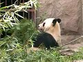 Panda eating bamboo