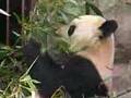 Panda eating bamboo