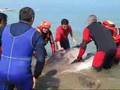 Recovery of stranded sunfish, Fano, Italy