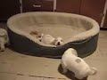Basset Hound Puppy Pack Basset Hound Puppy Pack
