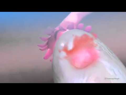 Get Pregnant Tips :: Get Pregnant After Ovulations