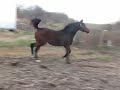 video long yearlings106.AVI