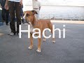 North Texas APBT Club weight pull - Denton TX