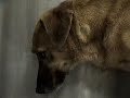 Animal Testing..