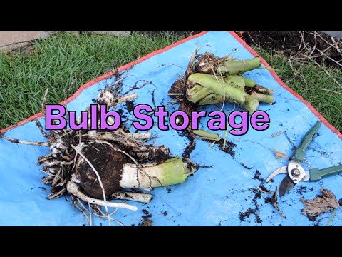 how to care for colocasia esculenta