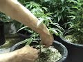Trimming Your Small Plant in 10 Days