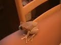 Big Eyed Tree Frog and New Fish Tanks Big Eyed Tree Frog and New Fish Tanks