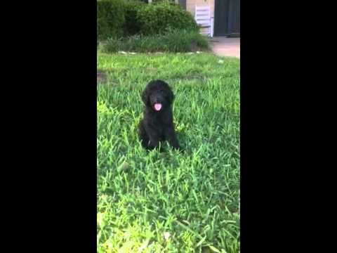 Meet Jax...your new best friend!